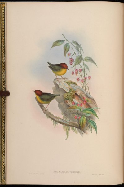 Tesia castaneocoronata = Cettia castaneocoronata - John Gould